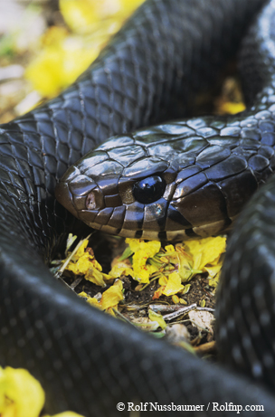 indigo snake